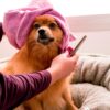 Dog Grooming Salon for Legionella Control