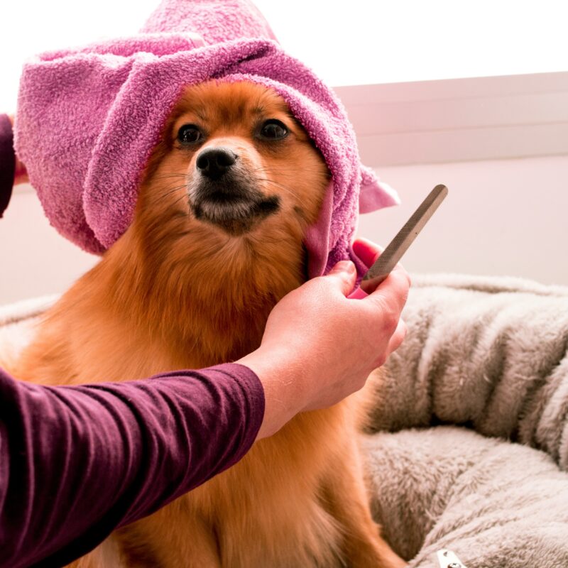 Dog Grooming Salon for Legionella Control