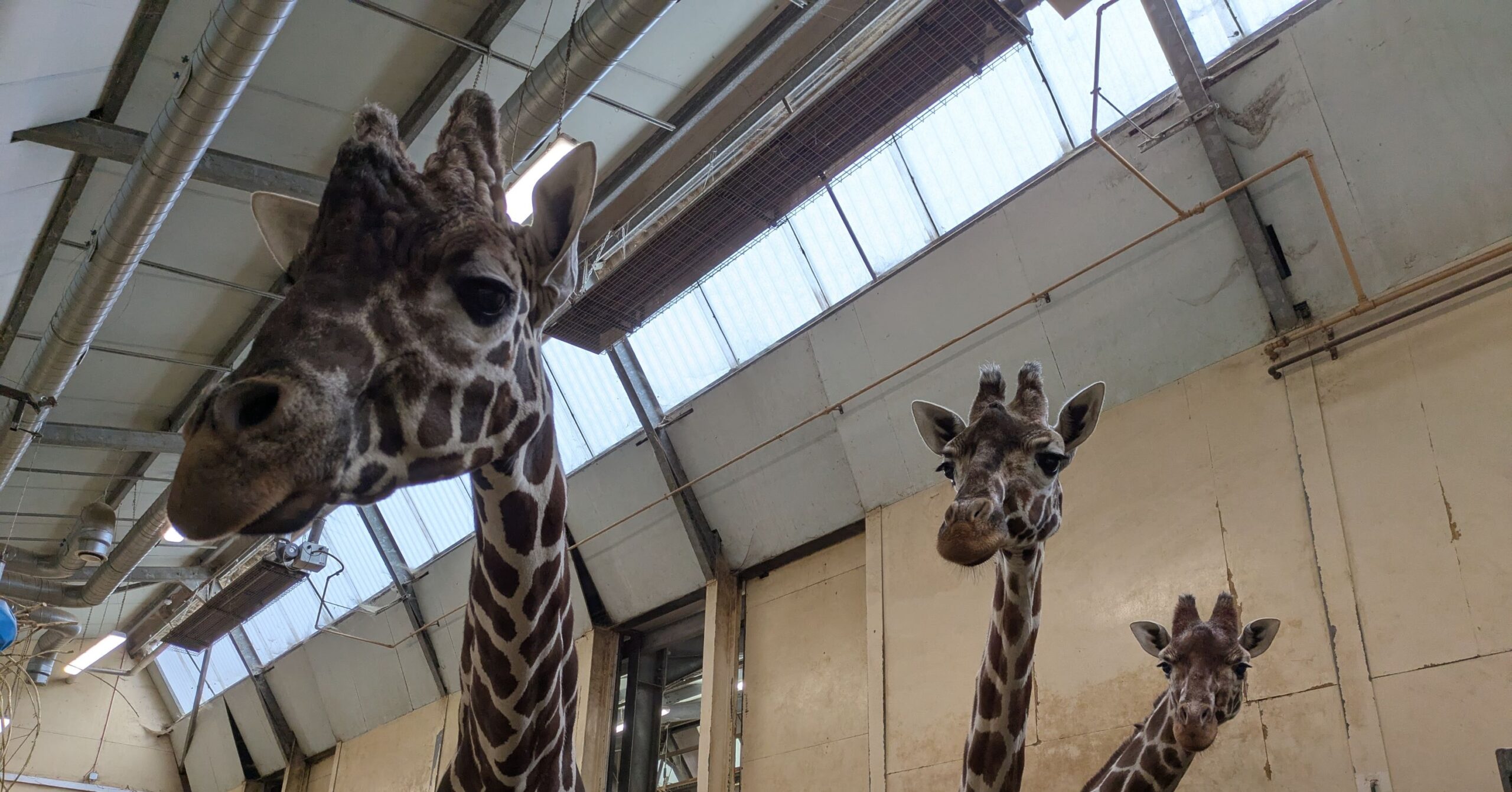 Air and Water Hygiene in UK Zoos: Behind the Scenes of Animal Welfare and Compliance