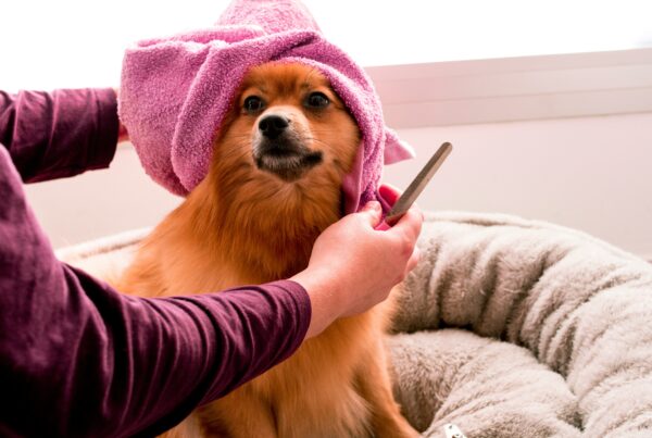 Dog Grooming Salon for Legionella Control